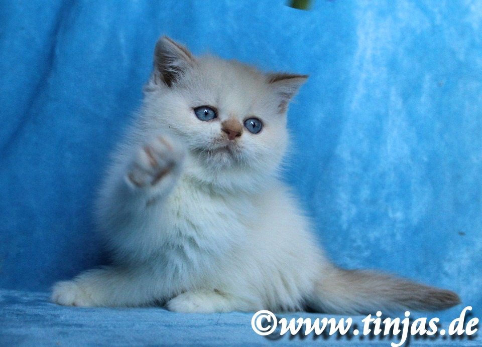 unser Britisch Kurzhaar Katerchen stellt sich vor</A>